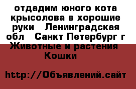 отдадим юного кота крысолова в хорошие руки - Ленинградская обл., Санкт-Петербург г. Животные и растения » Кошки   